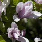 Magnolia George Henry Kern : hauteur 60 à 80 cm, conteneur de 5 L